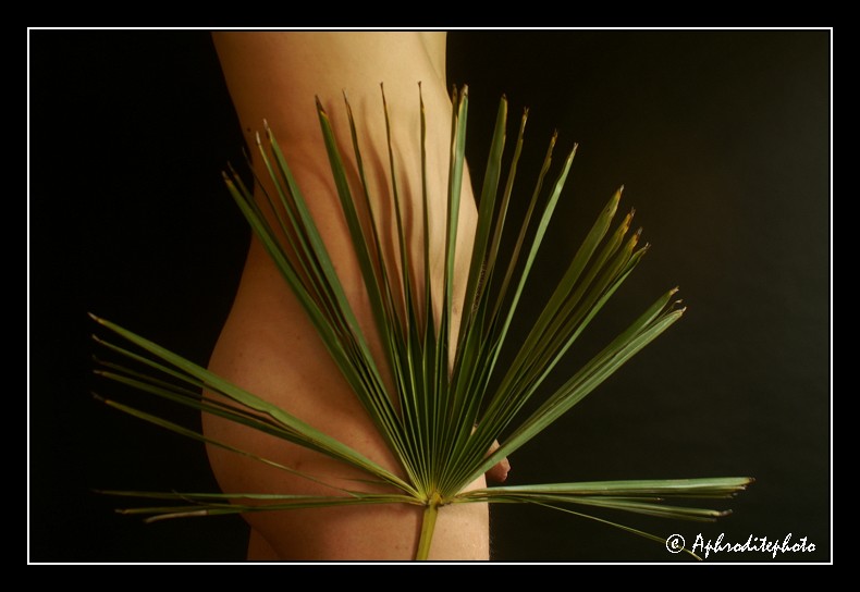 003 La palme en éventail 2